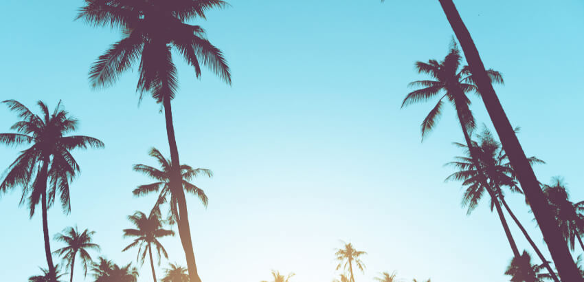 Image of green palm trees in blue sky.
